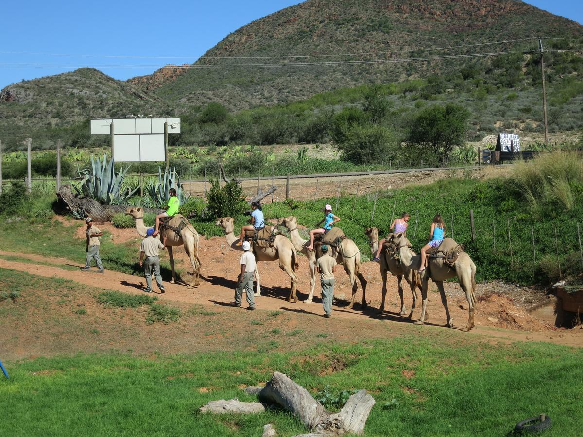 Wilgewandel Holiday Farm & Day Restaurant Oudtshoorn Exterior photo